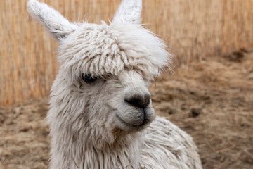 Fototapeta premium White Alpaca at the Zoo