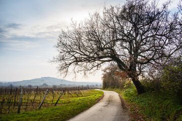 Vineyards of Jois in Burgenland in Winter