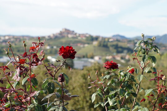 roses, flowers, roddi, langhe