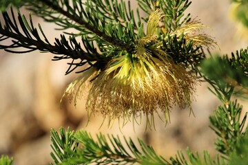 One-sided Bottlebrush (Calothamnus quadrifidus) showing yellow flowers arranged in the inflorescence, South Australia