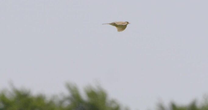 Skylark flying, Compton Abbas, Dorset, UK