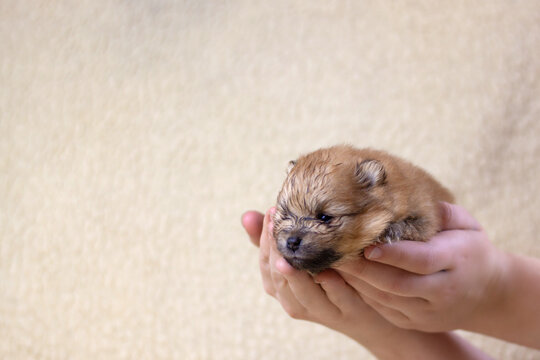 Hands holding a cute, small, fluffy Pomeranian puppy. Concept of dog health, dog breeding, beautiful puppies