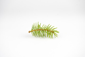 evergreen fir-tree or spruce branch on white background