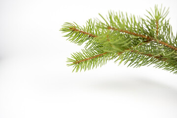 evergreen fir-tree or spruce branch on white background