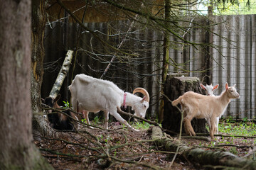 White goat and black goat with two white goats in the forest between trees and stump.