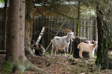 White goat with two white kids in the forest between trees and a stump.