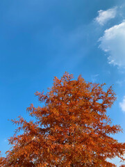 maple trees and autumn sky
