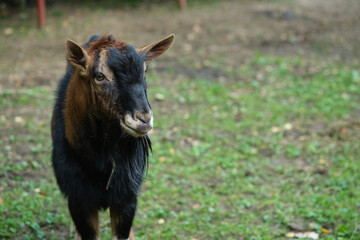 Black goat on a background of green grass with a collar.