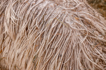 White wool. Alpaca. Wool dreadlocks