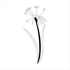 Black doodle contour flower. Decorative outline vector illustration. Floral design element. Thin line sketch. Stylized summer silhouette