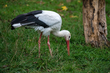 Stork on a meadow