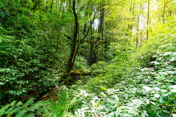 Forest trees. nature green wood sunlight