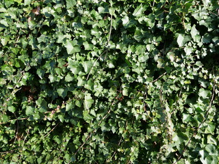 A closeup on an ivy.