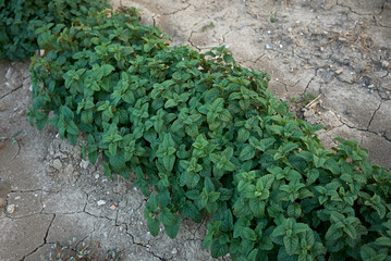 Melissa officinalis 