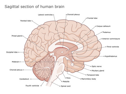 Human brain internal anatomy vector diagram. Sagittal section of the brain. Medical infographic. 