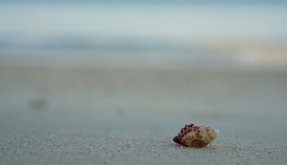 urchin on the beach