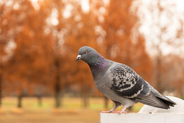 鳩