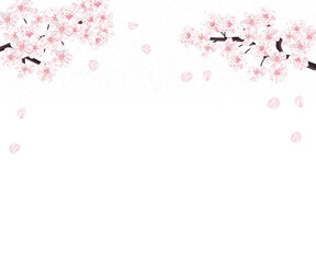 Obraz na płótnie Canvas 満開の桜　シナミザクラ　バナー 