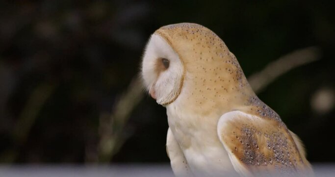 Barn owl hunting, Compton Abbas, Dorset, UK