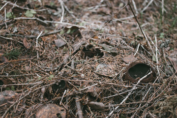 Sarcosoma globosum, or witches cauldron. The first spring mushrooms.