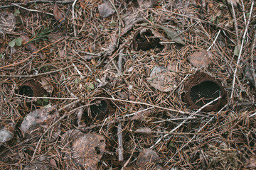 Sarcosoma globosum, or witches cauldron. The first spring mushrooms.