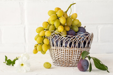 Just picked plums and grapes in wicker basket on white backdrop.