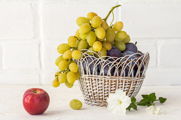 Just picked plums and grapes in wicker basket on white backdrop.