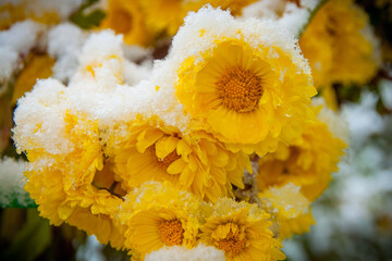 Yellow chrysanthemums covered with wet snow. Close up