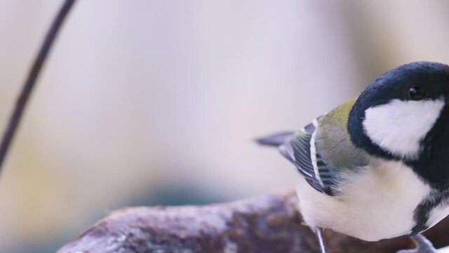 餌をついばむシジュウカラ