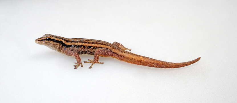 female Cameroon dwarf gecko // weiblicher Conrau`s Zwerggecko (Lygodactylus conraui)