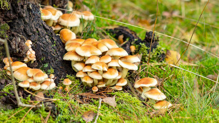 Yellow mushrooms grow on the tree trunk in the forest in autumn