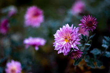 Obraz premium Autumn frozen frosty pink flowers and dark color background in fall morning garden