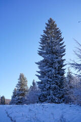 Spruce tree covered with snow at blue sky background