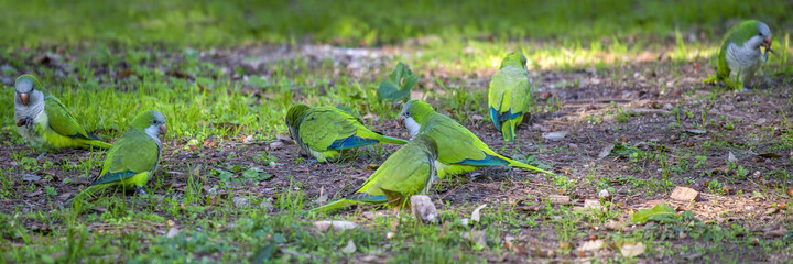 Perruches à collier dans un parc de Rome