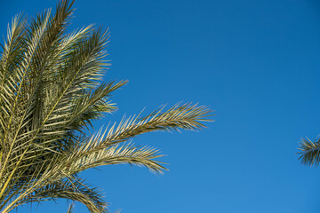 Obraz na płótnie Canvas palm trees on blue sky and white clouds