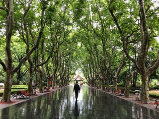 reflection street trees