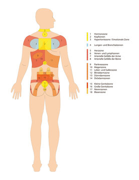 Bindegewebsmassage - Infografik der Reflexzonen am R&uuml;cken vom Mensch mit deutscher Beschriftung