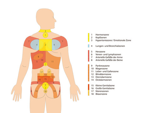 Bindegewebsmassage - Reflexzonen am R&uuml;cken mit deutscher Beschriftung