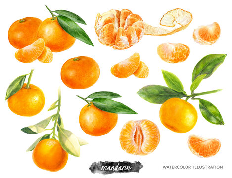 Mandarin fruit set watercolor illustration isolated on white background