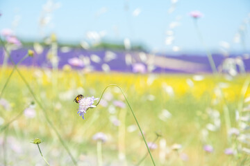 Lavander-6 stunning Lavender landscape - valensole lavender field. Blooming violet fragrant lavender flowers with with a clear sky.