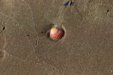 Shell in the sand