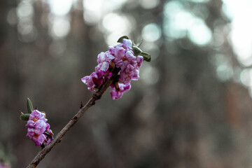 Beautiful flowers of daphne on a background of the spring forest
