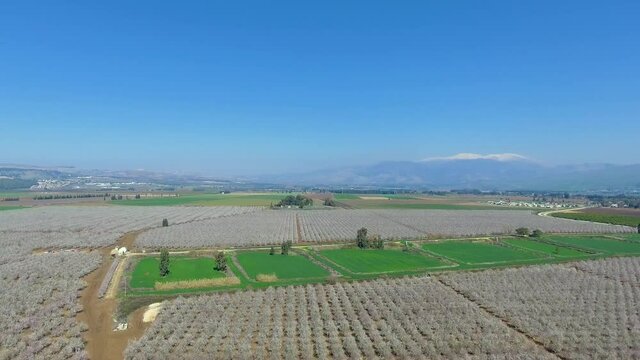 Almond orchard field from a drone shot in the upper galilee in israel