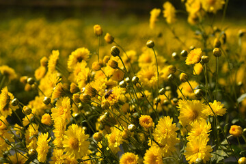 A Bee Swarm a yellow Chrysanthemum in a Chrysanthemum field