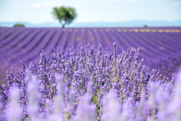 Lavander-3 stunning Lavender landscape - valensole lavender field. Blooming violet fragrant lavender flowers with with a clear sky.