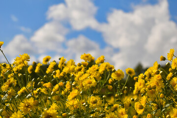 The Blue sky Contrast with yellow Chrysanthemum field.
