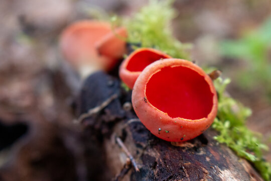 The first spring mushroom in the forest. Sarcosciffus scarlet, commonly known as the scarlet elf cup, scarlet elf cap, or the scarlet cup. Selective focus