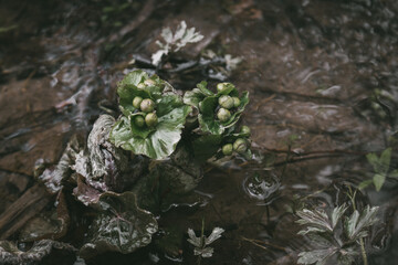 Unopened buds of a caltha palustris, known as marsh-marigold and kingcup growing in a small forest stream.