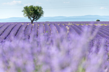 Lavander-1 stunning Lavender landscape - valensole lavender field. Blooming violet fragrant lavender flowers with  with a clear sky. 