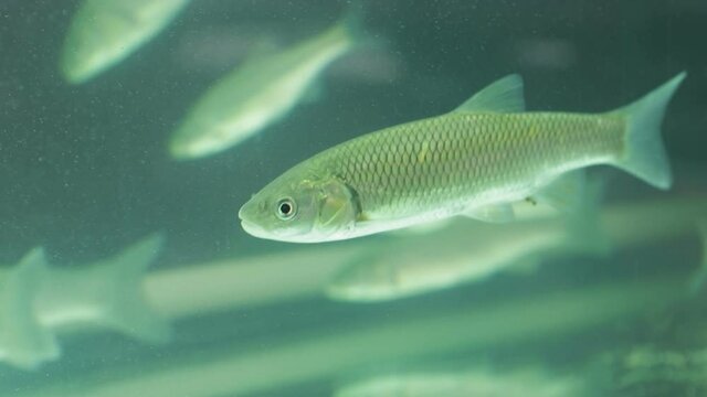 Fish chub swimming in the aquarium